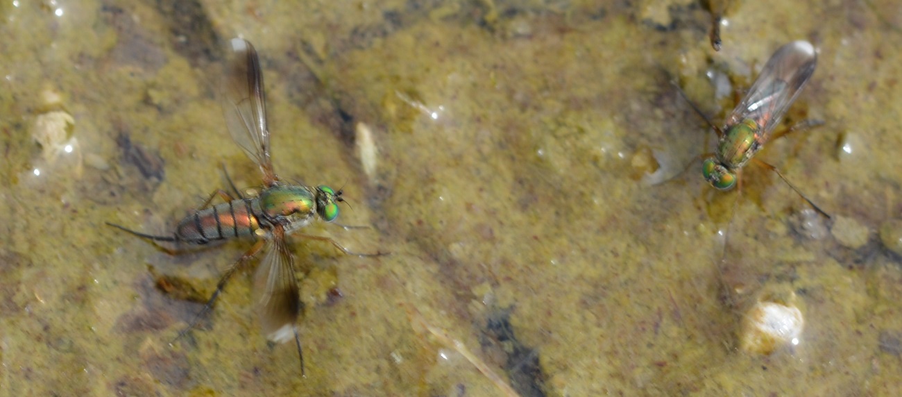 Christian Berquer - Poecilobothrus nobilitatus - réf. 346315 (1300 x 572 pixels, 218 ko)