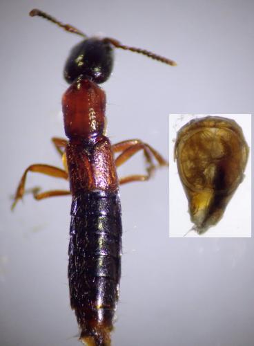 Xantholinus elegans