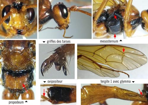 Réf. 347 430 : Opheltes glaucopterus