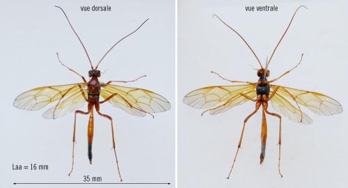 Réf. 347 429 : Opheltes glaucopterus