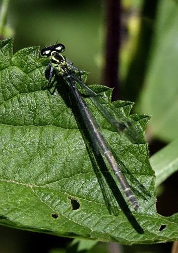 Coenagrion sp.