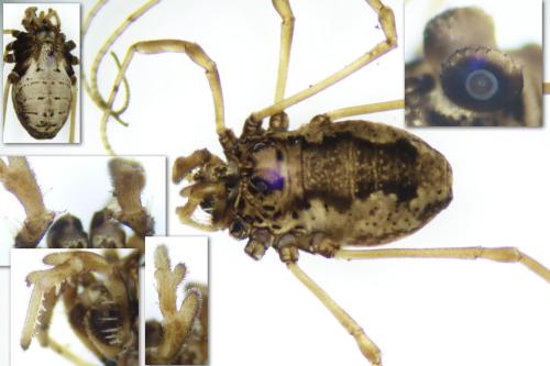 Réf. 347 250 : Platybunus bucephalus