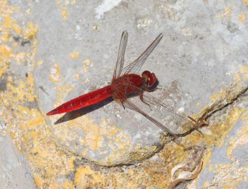 Réf. 347 548 : Crocothemis erythraea