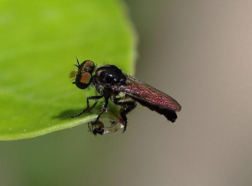 Réf. 347 598 : Holopogon sp.