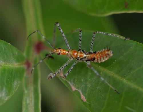Réf. 347 599 : Zelus renardii