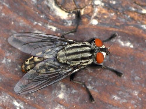 Sarcophaga sp.