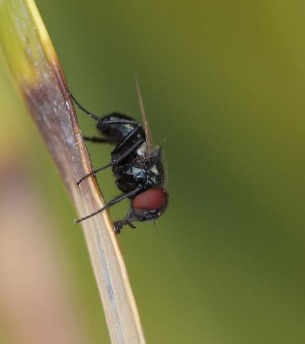 Phasia barbifrons