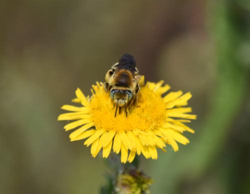 Réf. 347 077 : Tetraloniella fulvescens