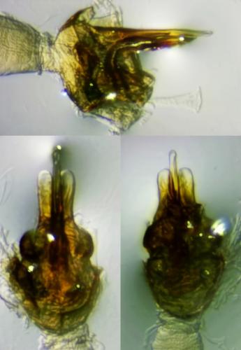 Réf. 347 723 : Rhyacophila tristis