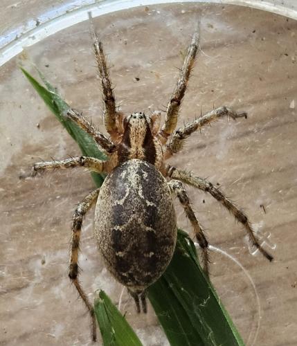 Agelena labyrinthica