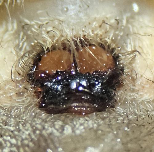 Agelena labyrinthica