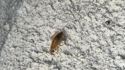 Planuncus vinzi