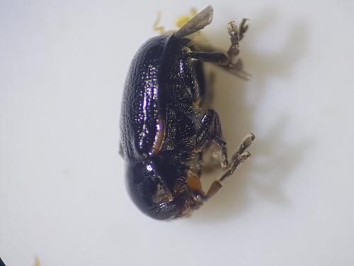 Cryptocephalus quadripustulatus