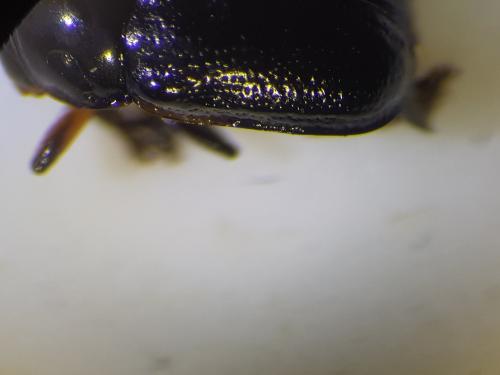 Cryptocephalus quadripustulatus