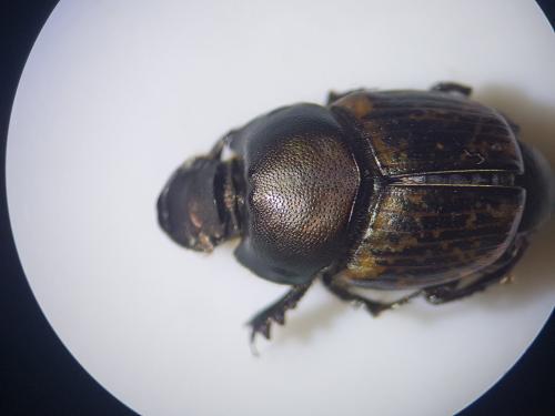 Réf. 347 645 : Onthophagus medius