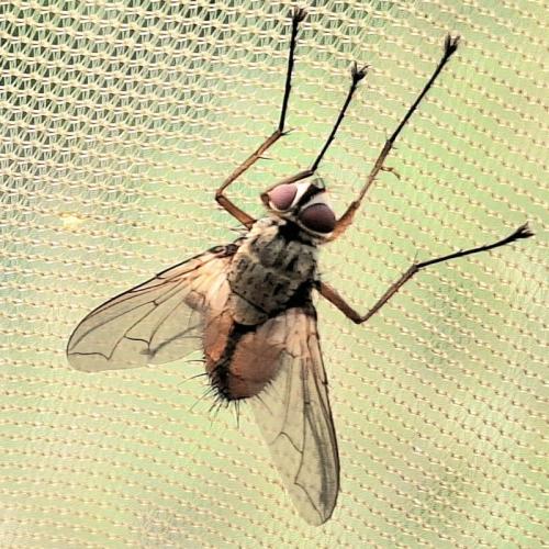 Réf. 347 660 : Dexia rustica