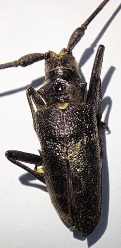 Monochamus sartor