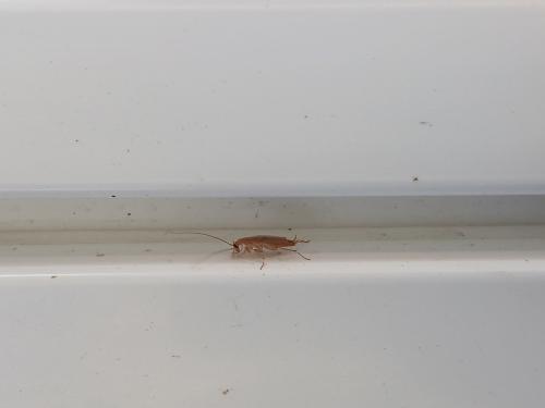 Réf. 347 859 : Planuncus vinzi