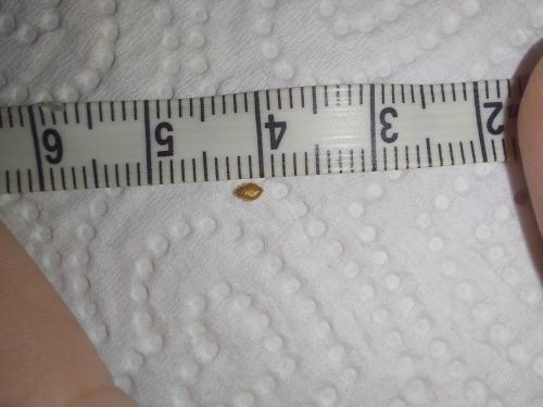 Réf. 347 958 : Cimex hirundinis
