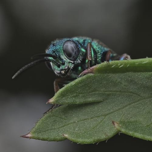 Colpopyga flavipes