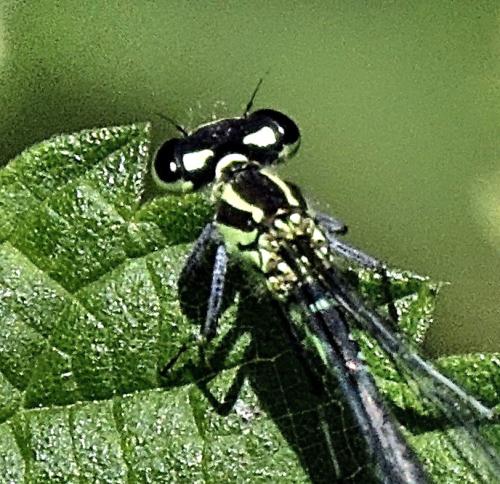 Coenagrion sp.