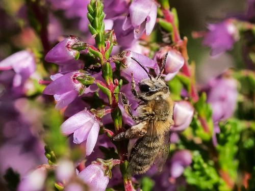 Réf. 347 899 : Andrena fuscipes