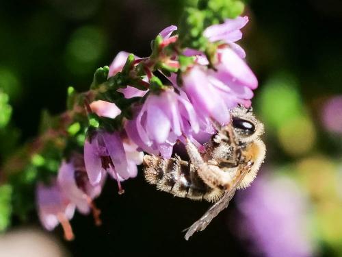 Andrena fuscipes