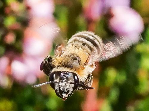 Andrena fuscipes