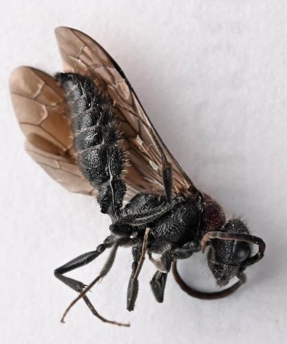 Krombeinella aterrima