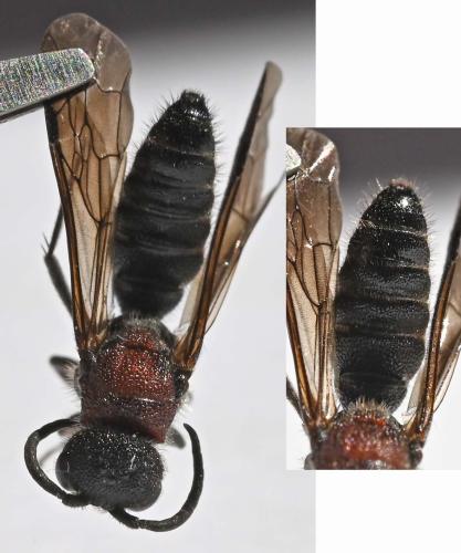 Krombeinella aterrima