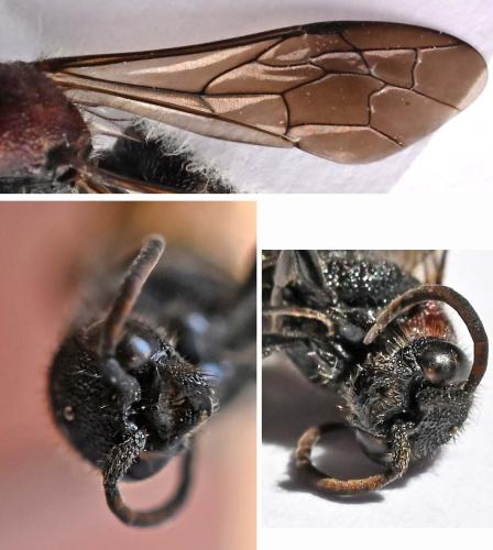 Krombeinella aterrima