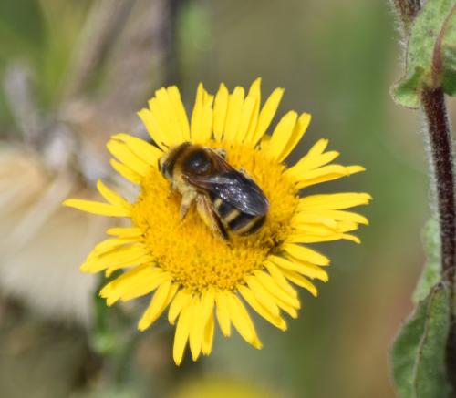 Tetraloniella fulvescens