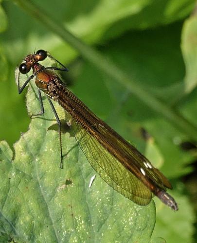 Calopteryx haemorrhoidalis