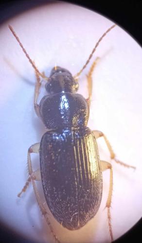 Réf. 347 679 : Parophonus maculicornis