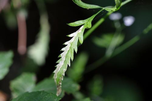 Phytomyza chaerophylli