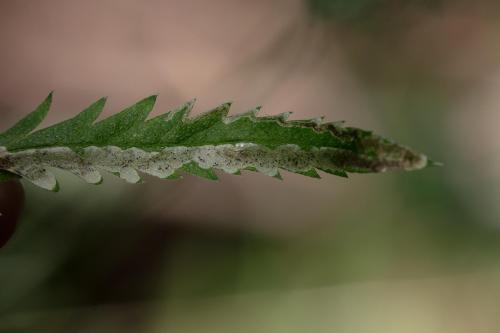 Réf. 347 488 : Phytomyza chaerophylli