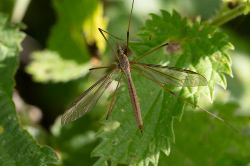 Tipula oleracea