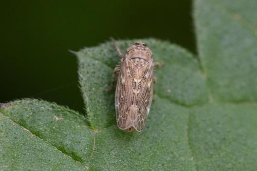Réf. 347 529 : Euscelidius sp.