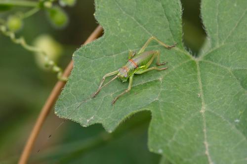 Réf. 347 572 : Uromenus rugosicollis