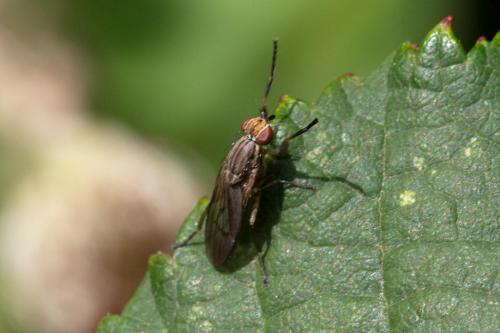Pherbellia cinerella