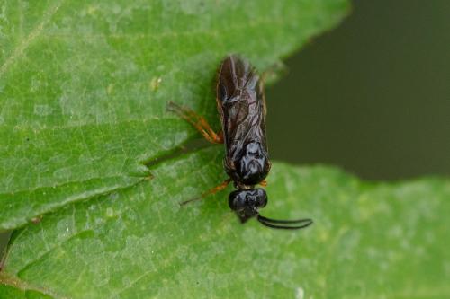 Sterictiphorinae