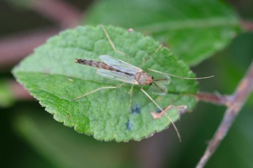 Réf. 347 584 : Chironomini inconnu