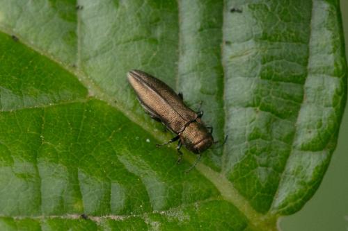 Réf. 347 665 : Agrilus sp.