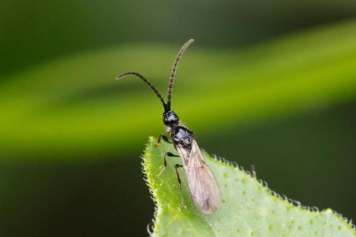 Réf. 347 590 : Coptera sp.