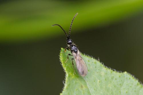 Réf. 347 591 : Coptera sp.