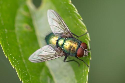Lucilia sp.