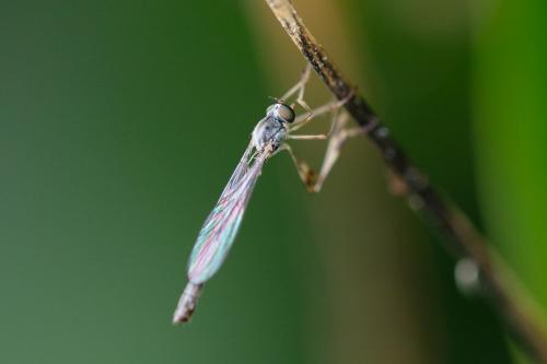 Réf. 347 623 : Leptogaster subtilis