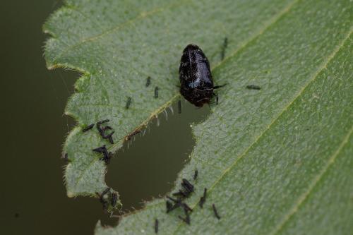 Réf. 347 632 : Trachys minutus