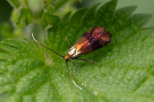 Réf. 347 635 : Nemophora minimella