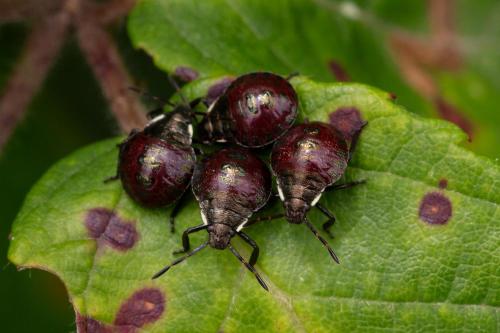 Réf. 347 640 : Picromerus bidens